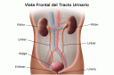 aparato-urinario.gif