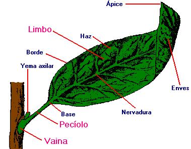 partes del tallo