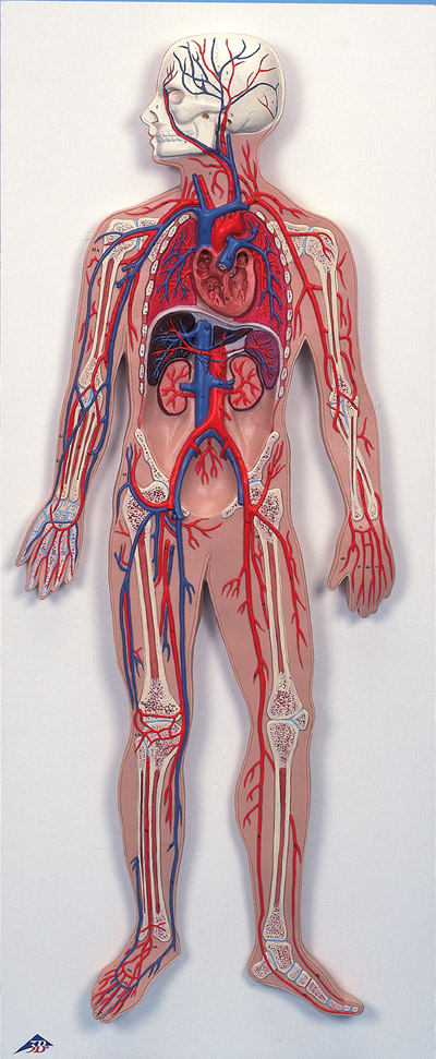 partes del cuerpo humano. las partes del cuerpo;