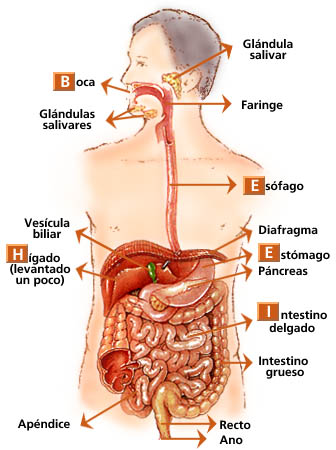 cuerpo humano organos. El movimiento del cuerpo