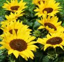 girasoles.jpg