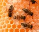 abejas-2.jpg