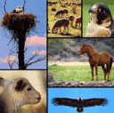 clasificacion-de-animales.gif