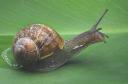 caracol.jpg