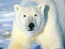 oso-polar.jpg