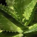 plantas-medicinales.jpg