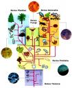reino-animalia.jpg