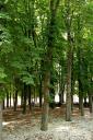 arboles.jpg