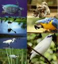 flora-y-fauna.jpg