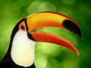 tucan.jpg