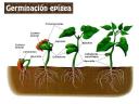 germinacion.jpg