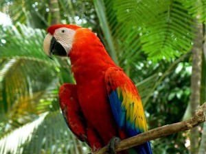 aves-guatemala