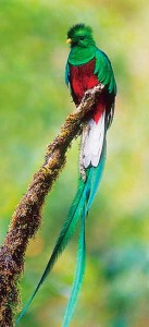 quetzal
